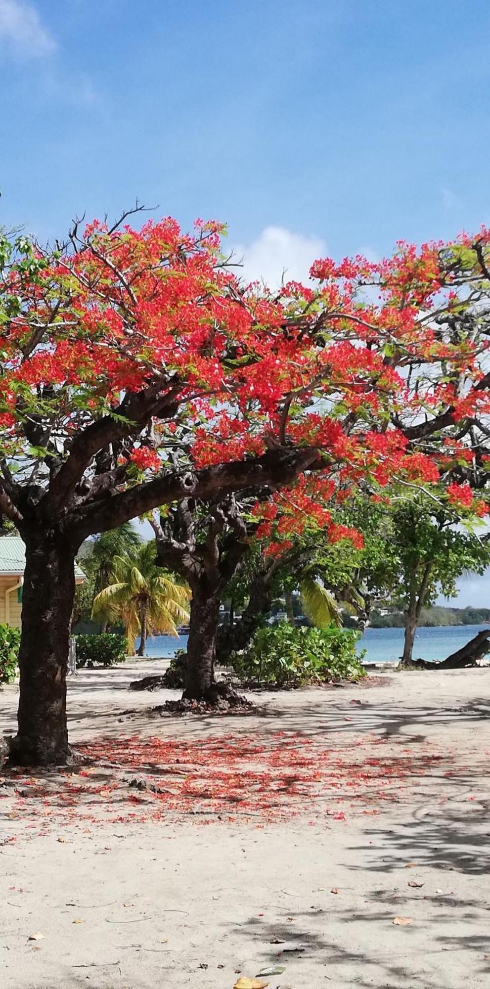 Bigouz Residence La Plage De L'Anse Caritan サンタンヌ エクステリア 写真