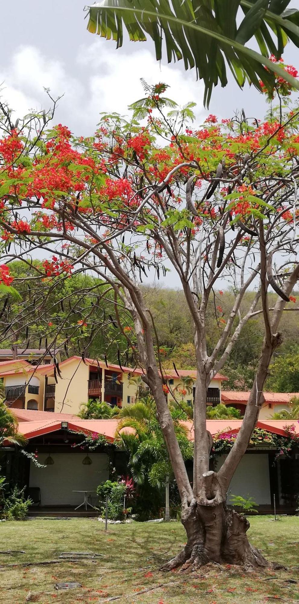 Bigouz Residence La Plage De L'Anse Caritan サンタンヌ エクステリア 写真